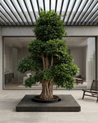 Indian Laurel (Ficus nitida) | Mature, 4.0–6.0 m - Acacia Garden Center