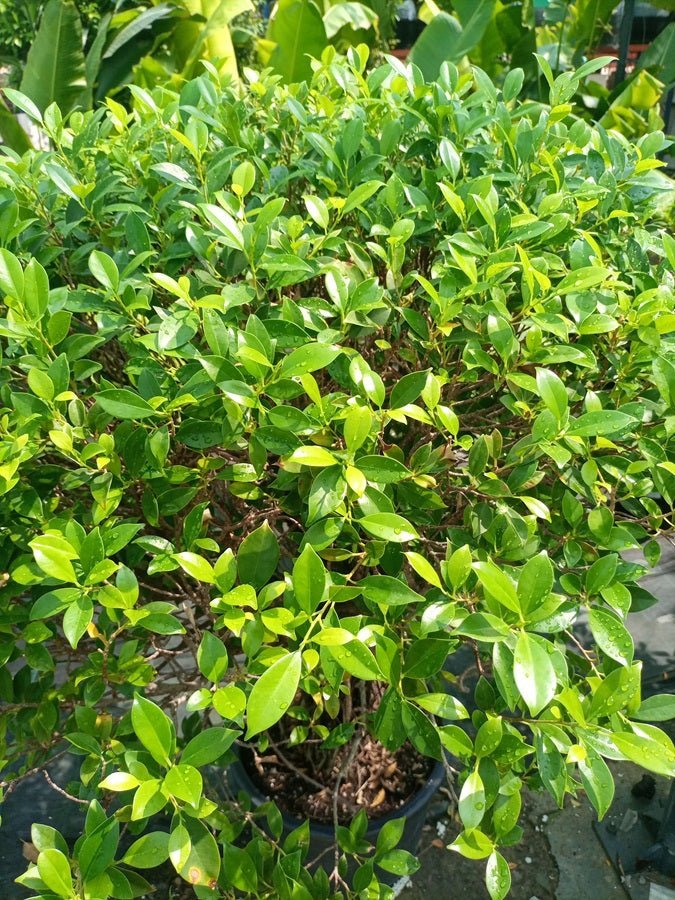 Indian Laurel Fig (Ficus nitida) | Small Head, 80–100 cm - Acacia Garden Center