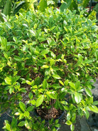 Indian Laurel Fig (Ficus nitida) | Small Head, 80–100 cm - Acacia Garden Center