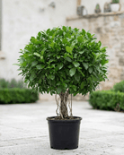 Indian Laurel Fig (Ficus nitida) | Small Head, 80–100 cm - Acacia Garden Center