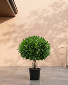 Indian Laurel Fig (Ficus nitida) | Small Head, 80–100 cm - Acacia Garden Center