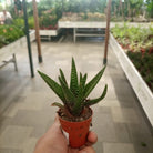 Indoor Aloe Mix Succulents - Acacia Garden Center