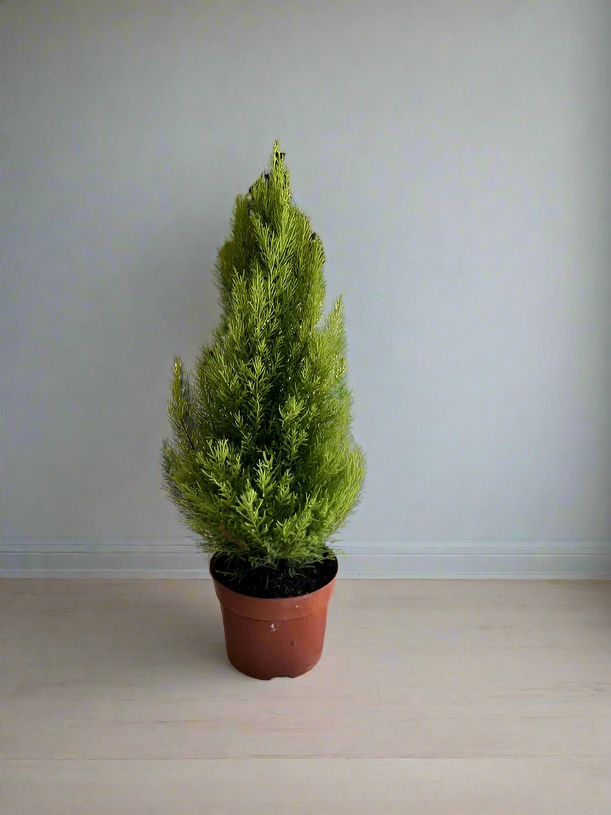 Indoor Cupressus Goldcrest (Goldcrest Cyprus) | 40 - 50CM - Acacia Garden Center