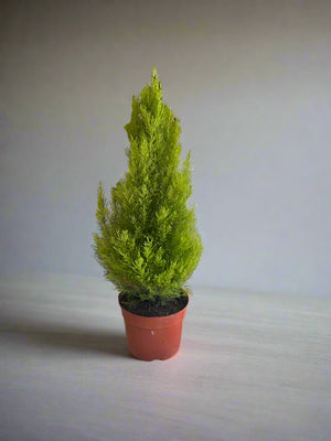 Indoor Cupressus Goldcrest (Goldcrest Cyprus) | 40 - 50CM - Acacia Garden Center