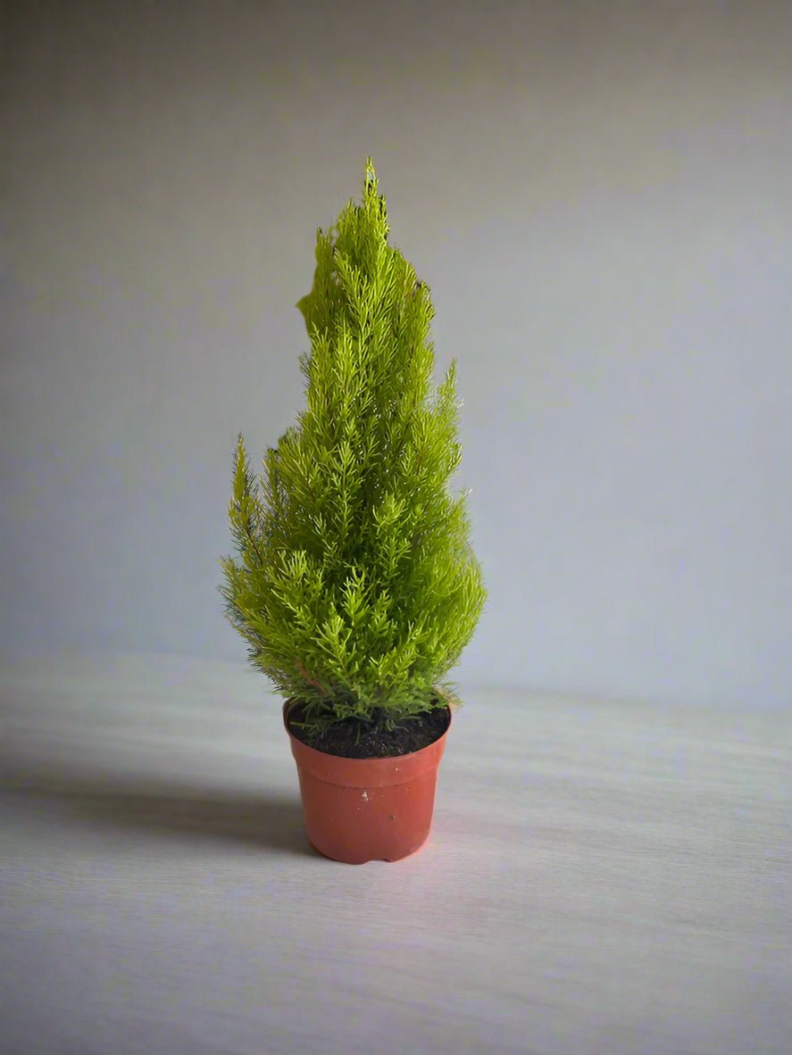 Indoor Cupressus Goldcrest (Goldcrest Cyprus) | 40 - 50CM - Acacia Garden Center
