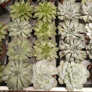 Indoor Echeveria Mixed, Type IE, 0.2LP - Acacia Garden Center