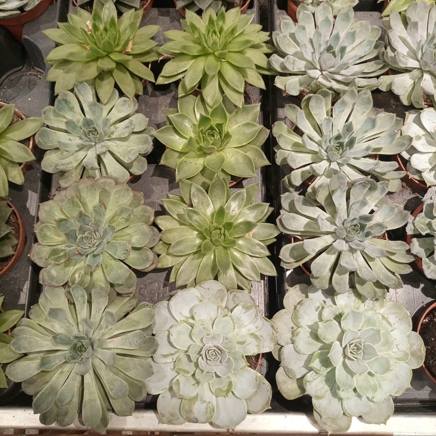 Indoor Echeveria Mixed, Type IE, 0.2LP - Acacia Garden Center