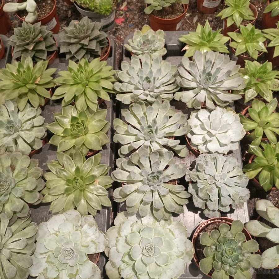 Indoor Echeveria Mixed, Type IE, 0.2LP - Acacia Garden Center
