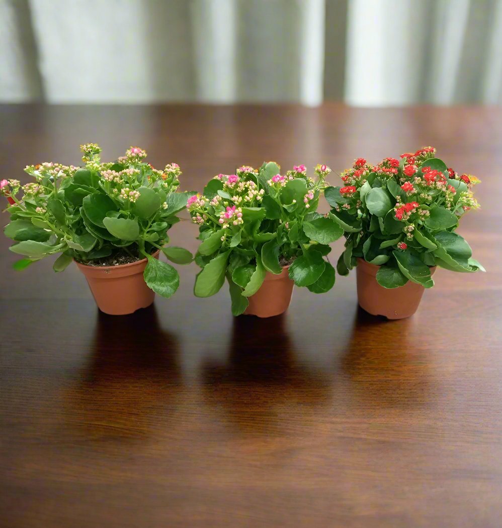 Indoor Kalanchoe FL. Gev. Mixed, Type 1F - Acacia Garden Center