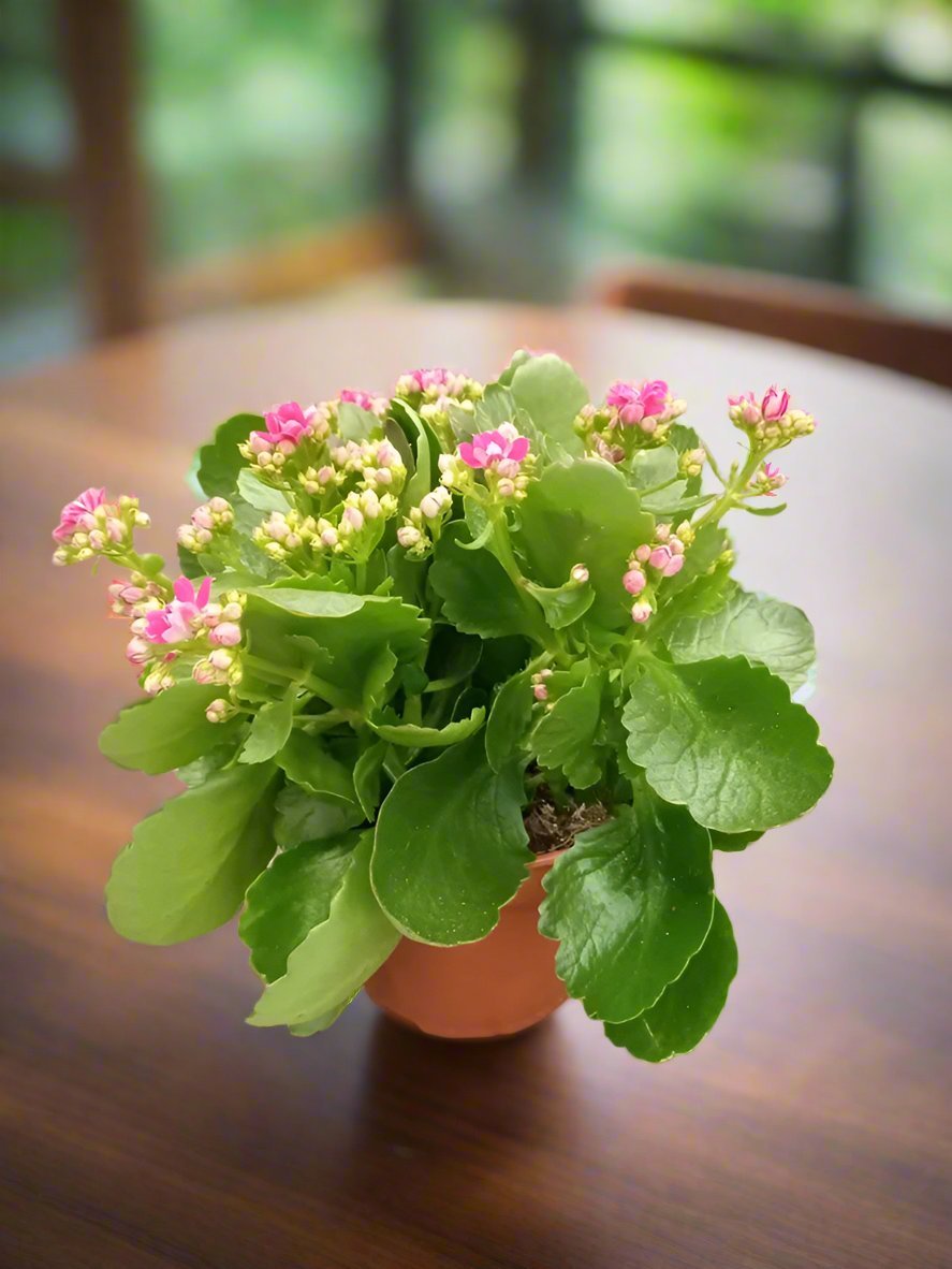 Indoor Kalanchoe FL. Gev. Mixed, Type 1F - Acacia Garden Center