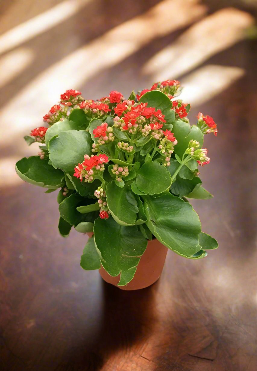 Indoor Kalanchoe FL. Gev. Mixed, Type 1F - Acacia Garden Center