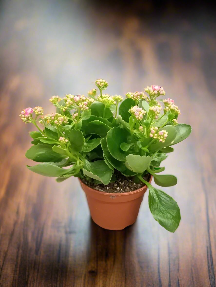 Indoor Kalanchoe FL. Gev. Mixed, Type 1F - Acacia Garden Center