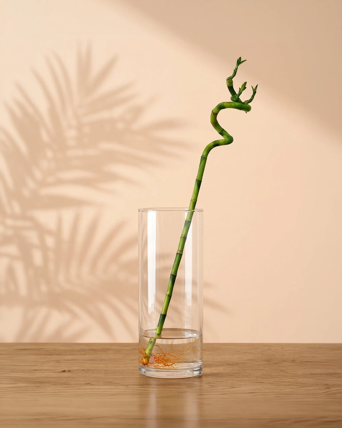 Indoor Lucky Bamboo Stick - 60 - 70cm - Acacia Garden Center