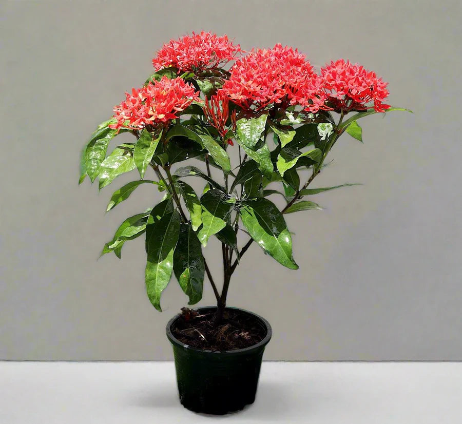 Shrub Ixora Chinensis (Chinese Ixora or Jungle Flame), Type B, 5LP, 50-60CM