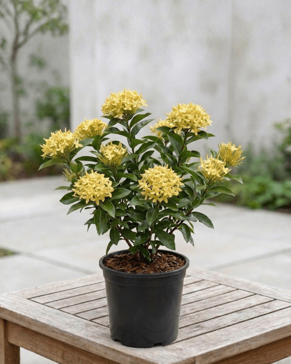 Ixora / Jungle Flame (Ixora chinensis) | Flowering Shrub, 50–60 cm - Acacia Garden Center