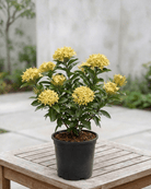 Ixora / Jungle Flame (Ixora chinensis) | Flowering Shrub, 50–60 cm - Acacia Garden Center