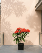 Ixora / Jungle Flame (Ixora chinensis) | Flowering Shrub, 50–60 cm - Acacia Garden Center
