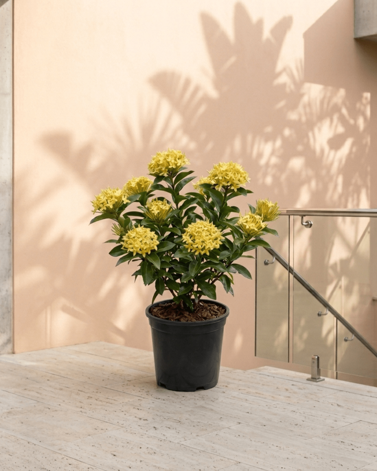Ixora / Jungle Flame (Ixora chinensis) | Flowering Shrub, 50–60 cm - Acacia Garden Center