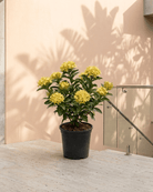 Ixora / Jungle Flame (Ixora chinensis) | Flowering Shrub, 50–60 cm - Acacia Garden Center