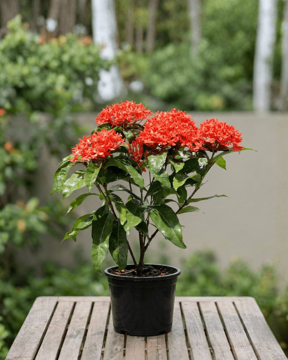 Ixora / Jungle Flame (Ixora chinensis) | Flowering Shrub, 50–60 cm - Acacia Garden Center