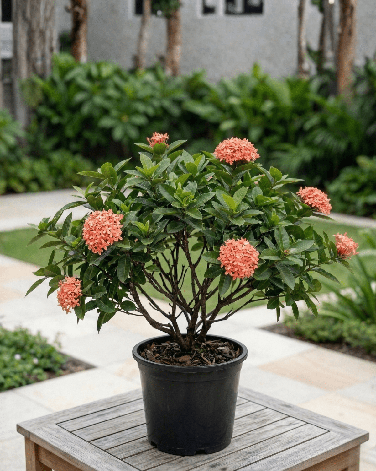 Ixora / Jungle Flame (Ixora chinensis) | Flowering Shrub, 50–60 cm - Acacia Garden Center