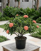 Ixora / Jungle Flame (Ixora chinensis) | Flowering Shrub, 50–60 cm - Acacia Garden Center