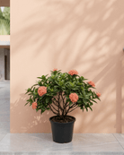 Ixora / Jungle Flame (Ixora chinensis) | Flowering Shrub, 50–60 cm - Acacia Garden Center
