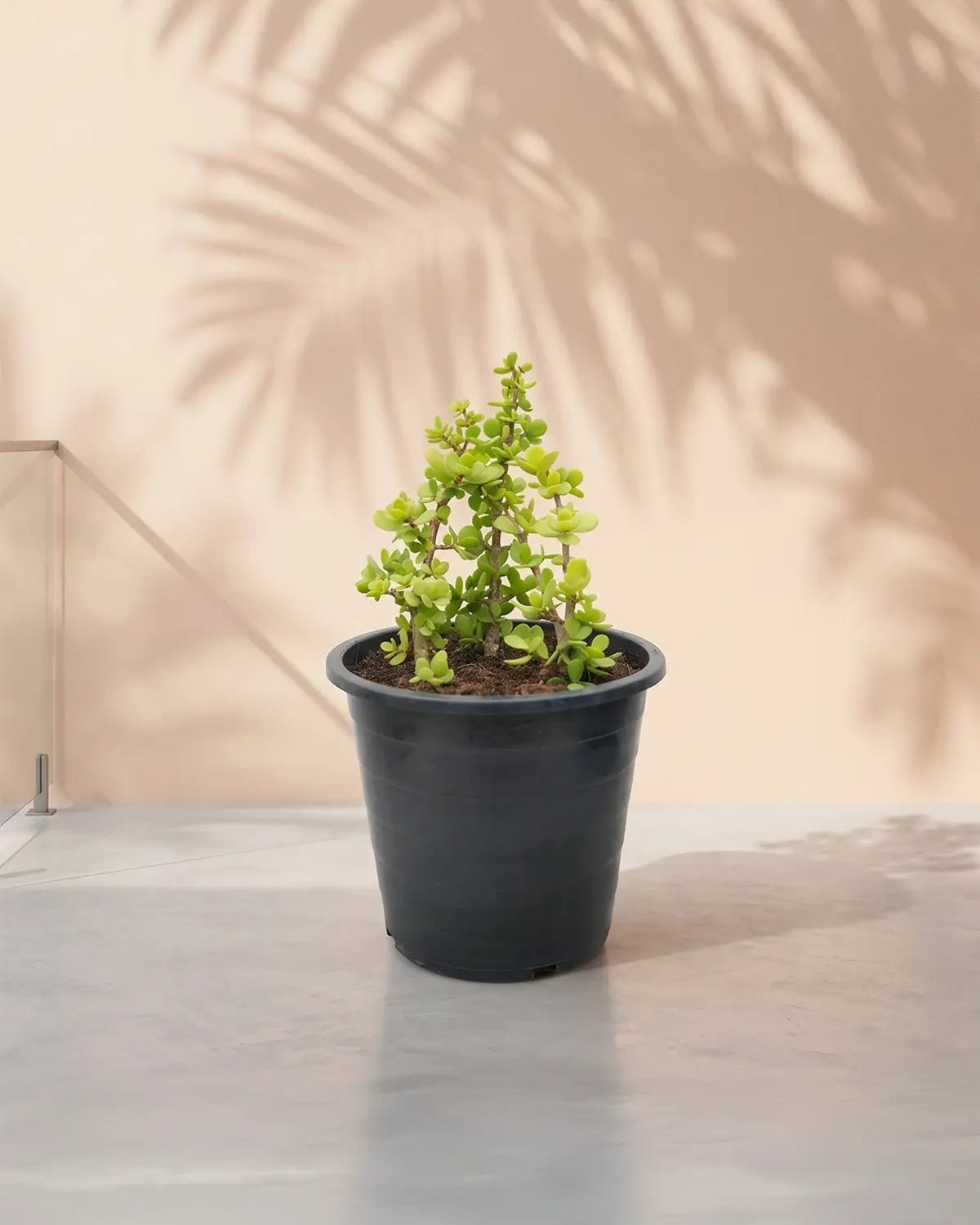 Jade Plant (Crassula ovata) | Lucky Plant, 20–30 cm - Acacia Garden Center