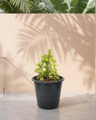 Jade Plant (Crassula ovata) | Lucky Plant, 20–30 cm - Acacia Garden Center