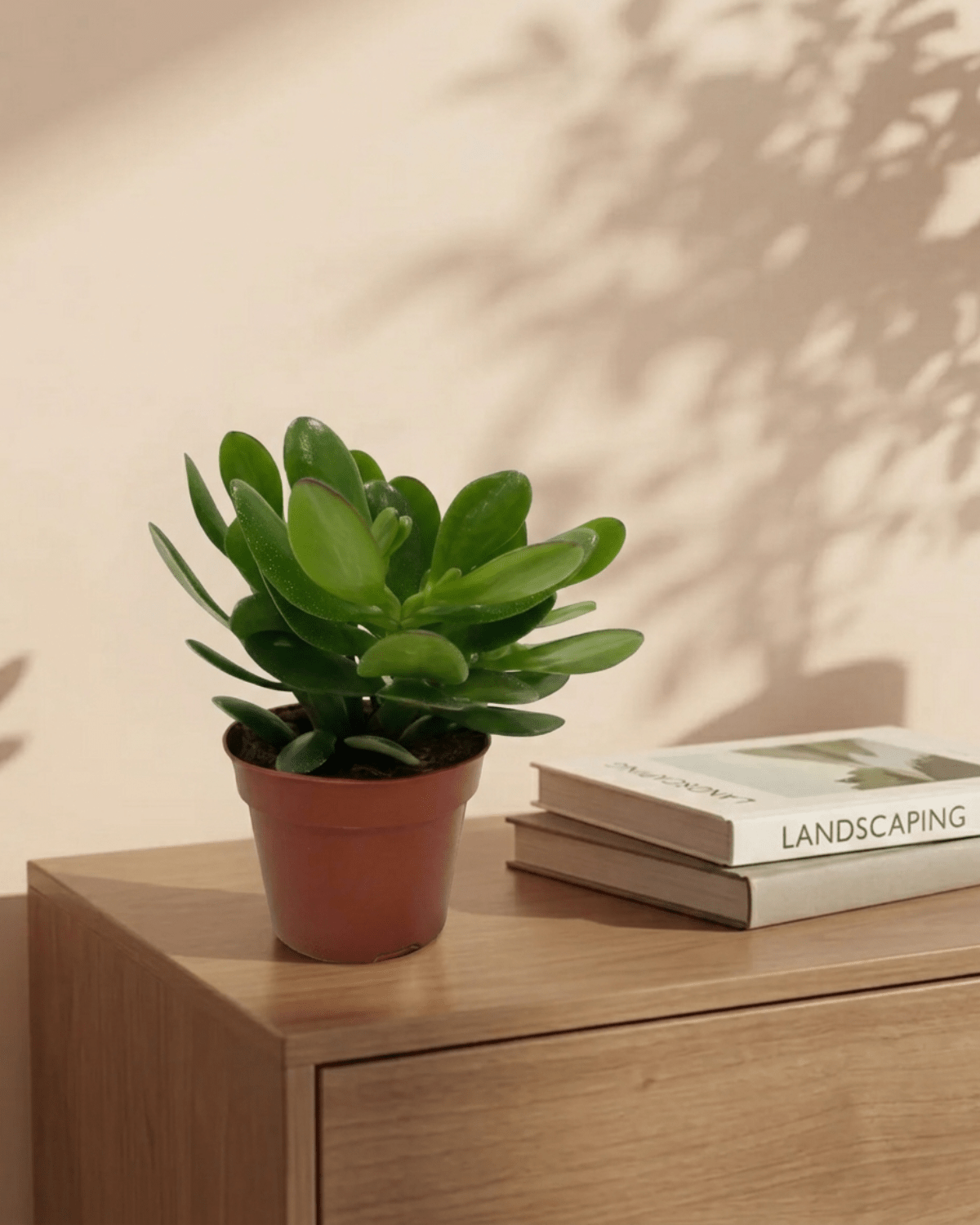 Jade Plant (Crassula ovata) | Succulent, 10–12 cm - Acacia Garden Center