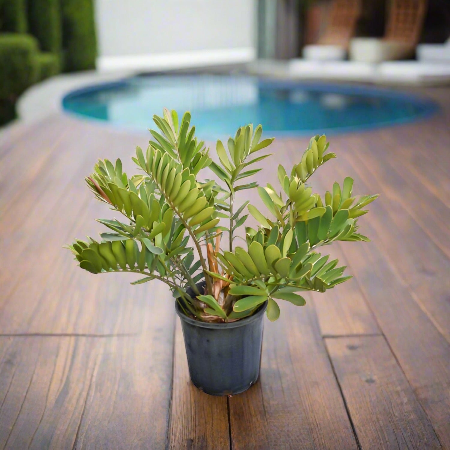Jamaican Sago Tree (Zamia furfuracea) | 50 - 60cm - Acacia Garden Center