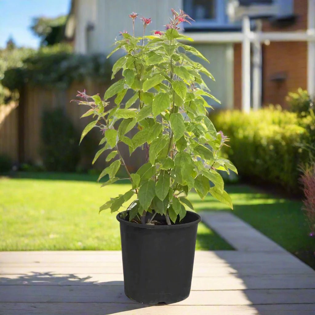 Jatropha Integerrima (Peregrina or Spicy Jatropha) | 60 - 70cm - Acacia Garden Center