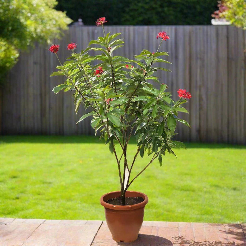 Jatropha Integerrima (Peregrina or Spicy Jatropha) | 60 - 70cm - Acacia Garden Center