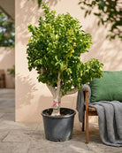 Lemon Tree (Citrus limon) | Specimen, 2.0–2.5 m, 60–70 cm Girth - Acacia Garden Center