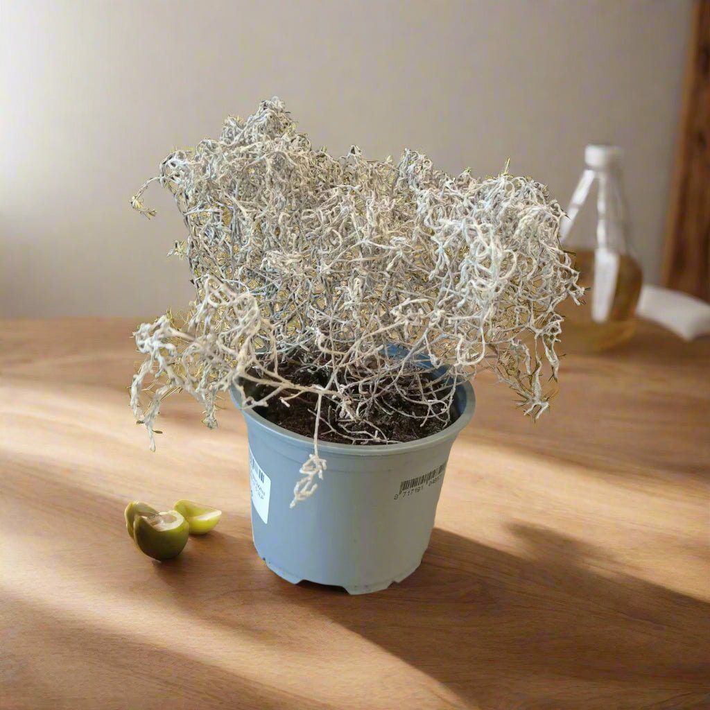 Leucophytta Brownii Calocephalus (Cuss or Cushion Bush) | 10 - 15cm - Acacia Garden Center