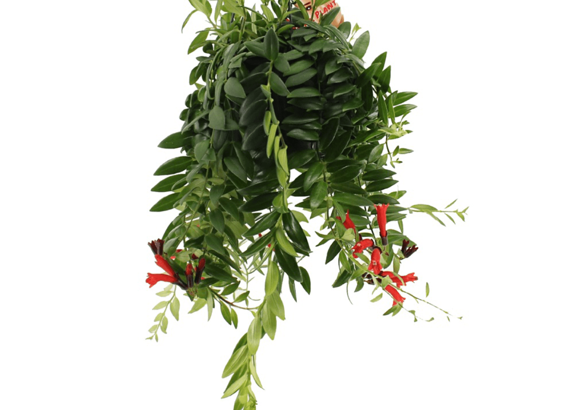 Lipstick Plant (Aeschynanthus 'Caroline') | 25–30 cm - Acacia Garden Center