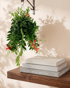 Lipstick Plant (Aeschynanthus 'Caroline') | 25–30 cm - Acacia Garden Center