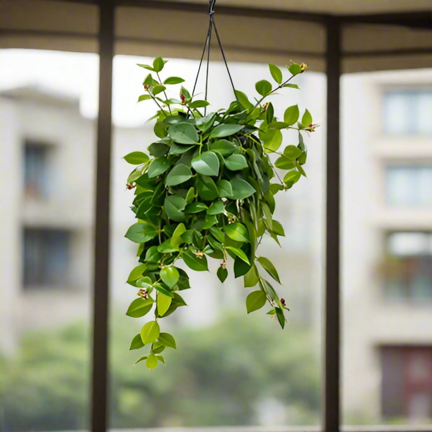 Lipstick Plant (Aeschynanthus monalisa) | 40 - 50 cm - Acacia Garden Center
