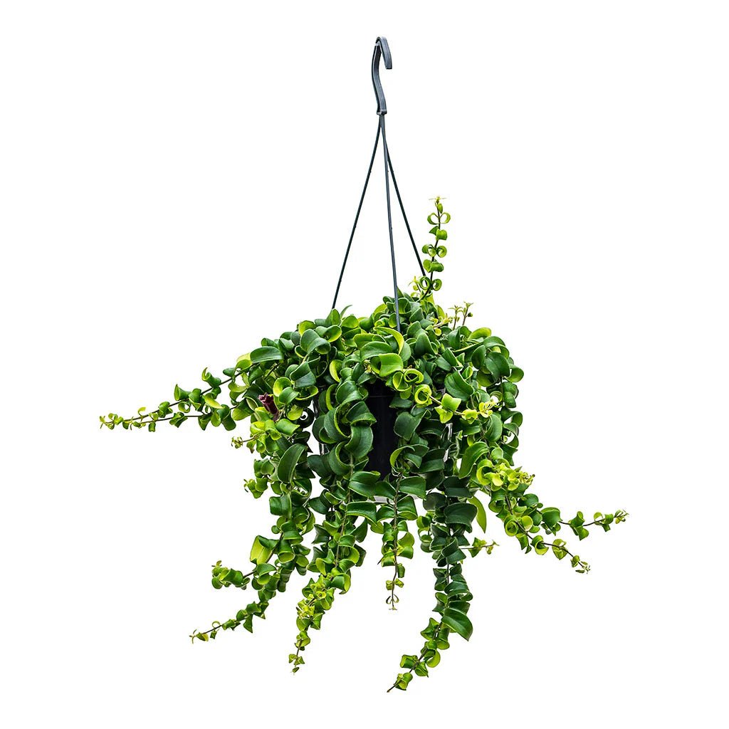 Lipstick Plant (Aeschynanthus monalisa) | 40 - 50 cm - Acacia Garden Center