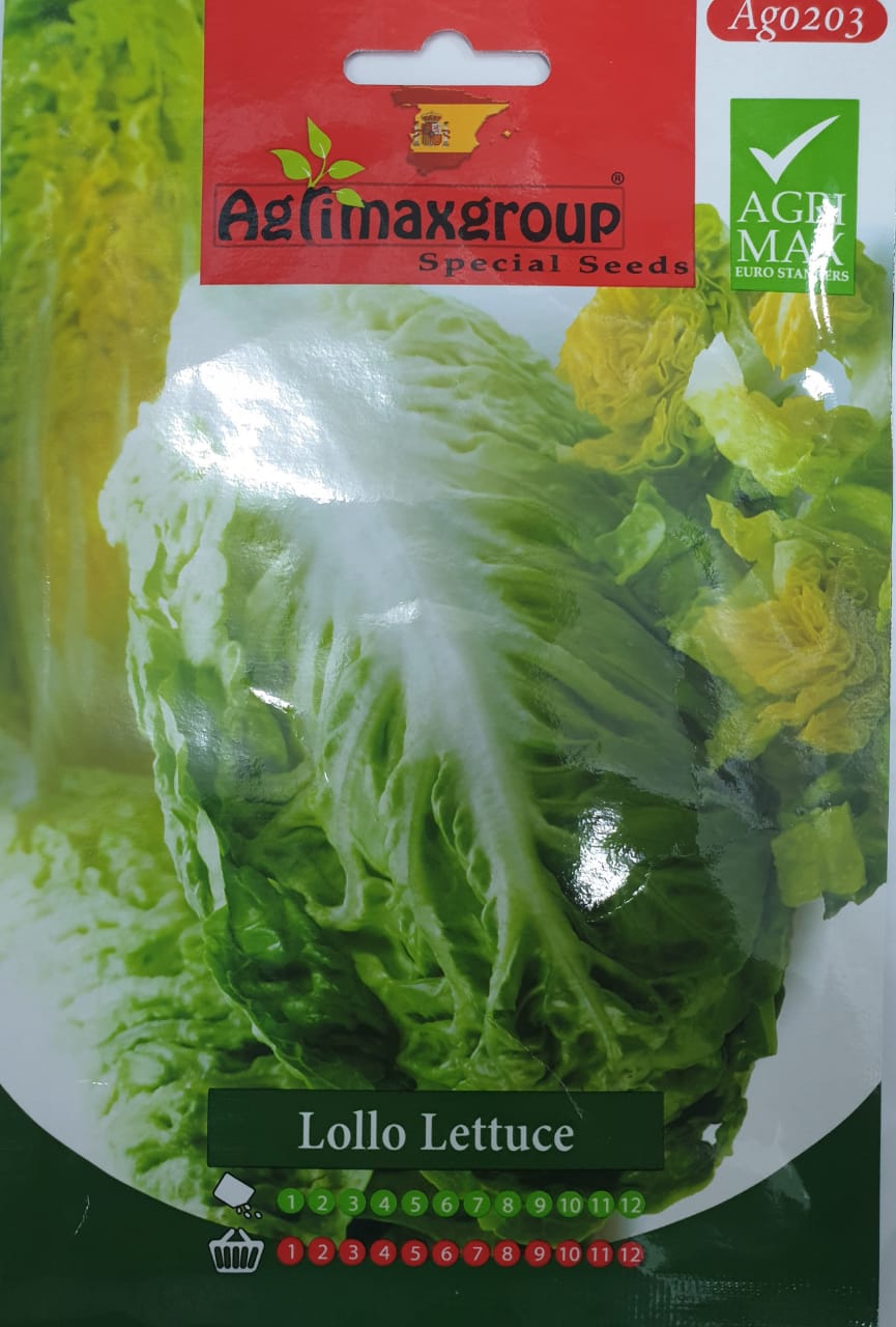 Lollo Lettuce - Acacia Garden Center