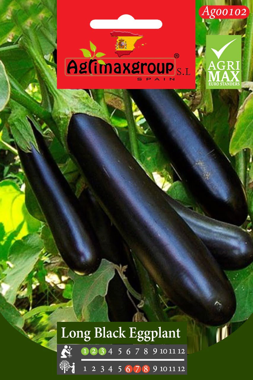 Long Black Eggplant - Acacia Garden Center
