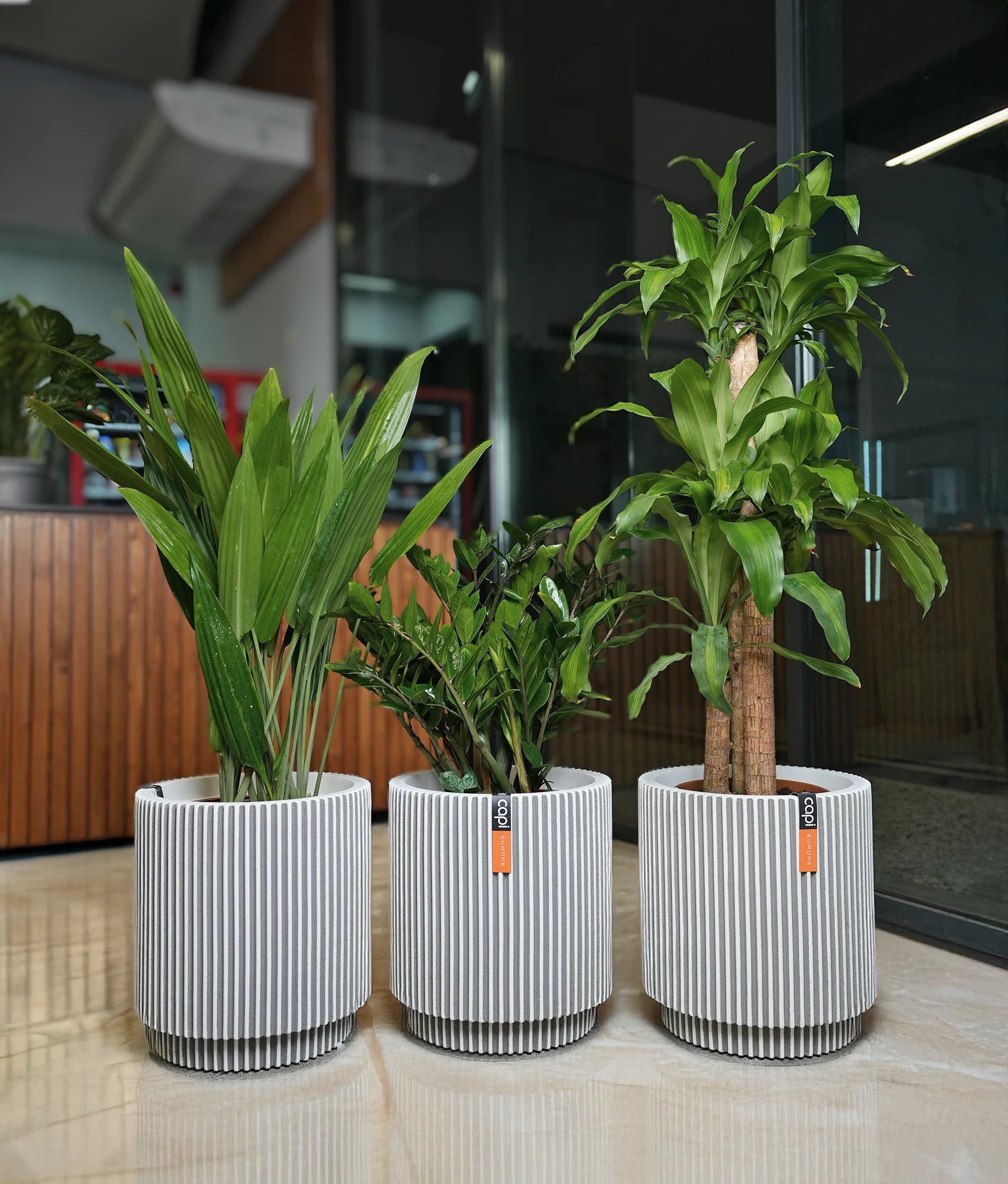 Low - Light Luxe Bundle - Acacia Garden Center