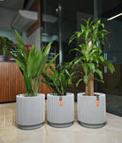 Low - Light Luxe Bundle - Acacia Garden Center