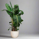 Luca Lifestyle Grigio New Egg Pot - Acacia Garden Center