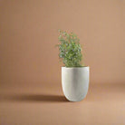 Luca Lifestyle - Grigio Tall Egg - Acacia Garden Center