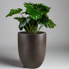 Luca Lifestyle - Grigio Tall Egg - Acacia Garden Center