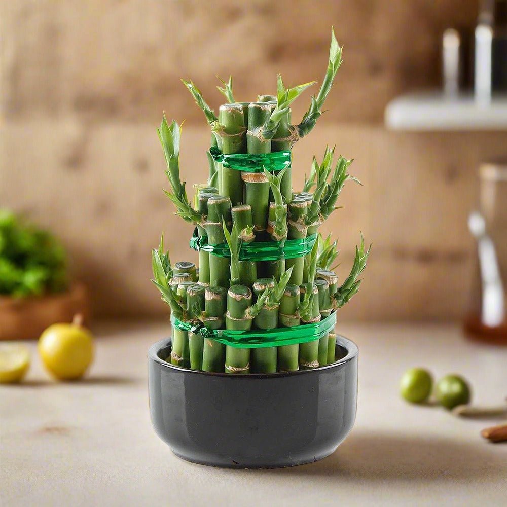 Lucky bamboo 3 Tier (OAH) | 10 - 20cm - Acacia Garden Center