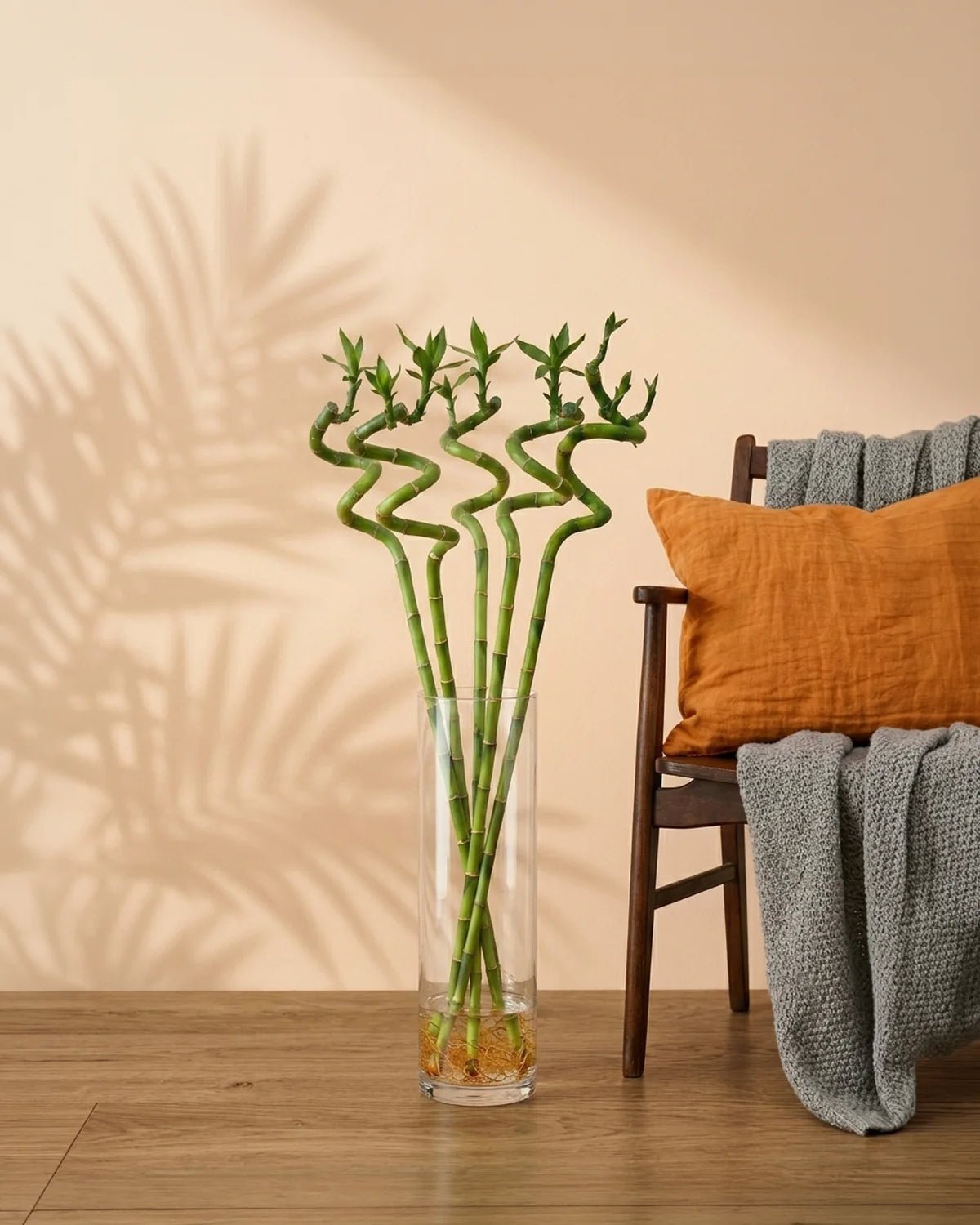Lucky Bamboo Stick – Bundle (Dracaena sanderiana) | 1.0 m Stalks - Acacia Garden Center