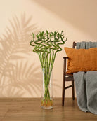 Lucky Bamboo Stick – Bundle (Dracaena sanderiana) | 1.0 m Stalks - Acacia Garden Center