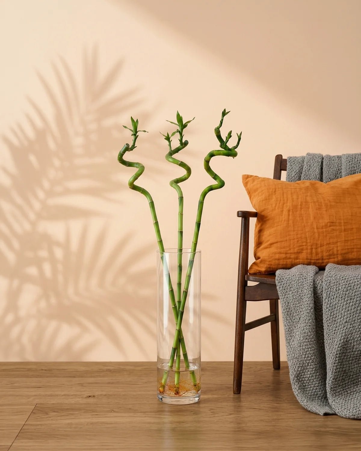Lucky Bamboo Stick – Bundle (Dracaena sanderiana) | 1.0 m Stalks - Acacia Garden Center
